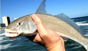 White fish