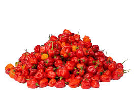 Hot Pepper