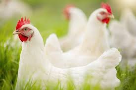 Poultry