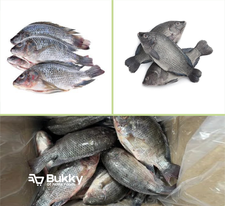 Tilapia